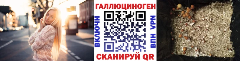 Псилоцибиновые грибы Psilocybe  Мглин 